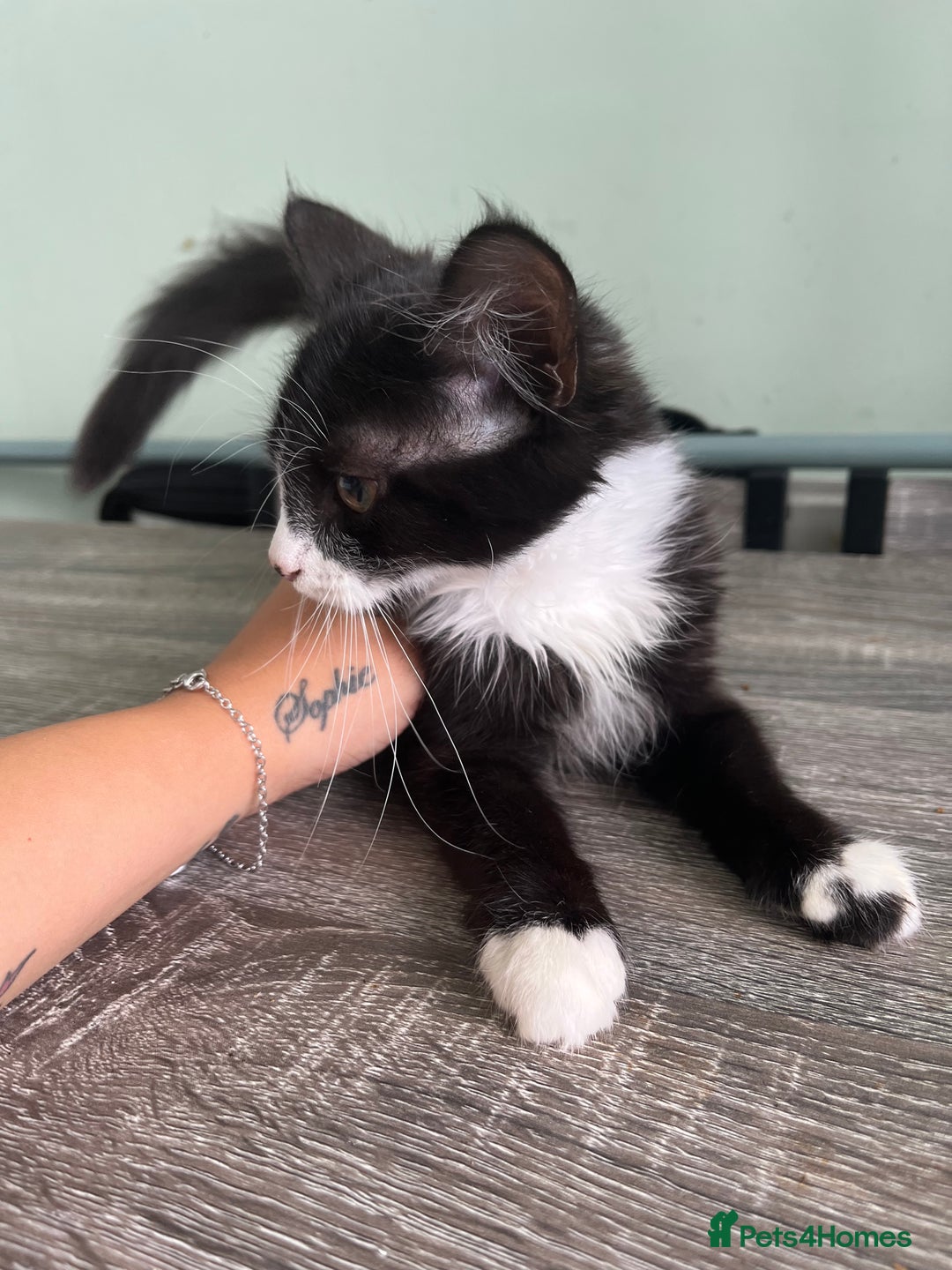 Mixed Breed cats for sale: X2 beautiful cats ready to go - Image 2