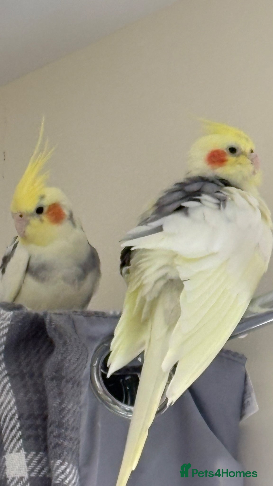 Cockatiels birds 2 Male Cockatiels with Cage  - Advert 1