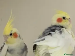 Cockatiels birds 2 Male Cockatiels with Cage - Advert 1