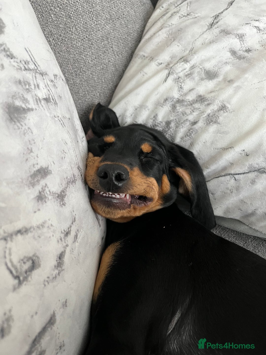 Mixed Breed dogs for sale: Ziggy 2 year old mini pincher - Advert 7