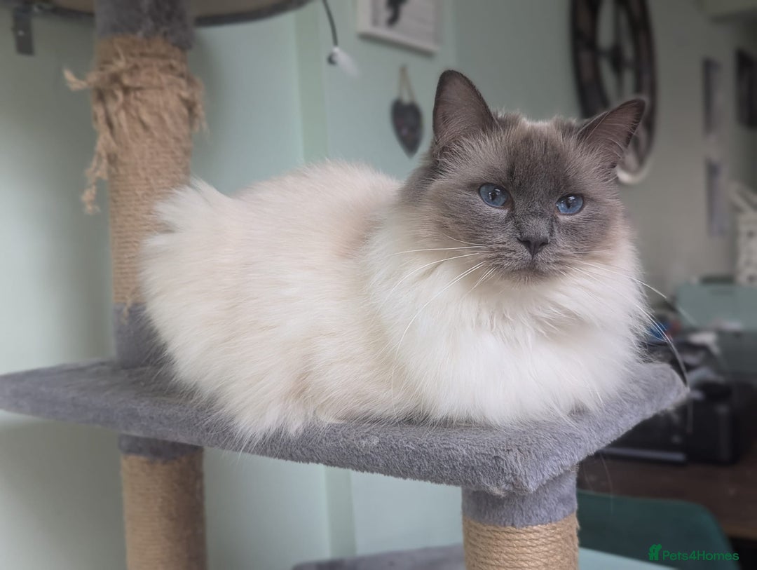 Ragdoll cats for sale: Beautiful gccf registered kittens - Image 10