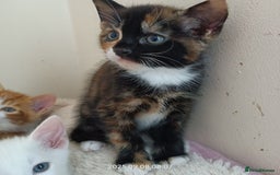 European cats for sale: Lovely kittens looking a new house - Image 9