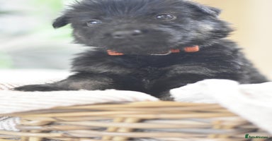 German Shepherd dogs KC registered 5 generation long coated GSD puppies - Advert 3