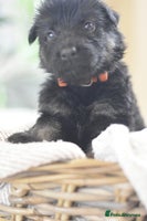 German Shepherd dogs KC registered 5 generation long coated GSD puppies - Advert 4