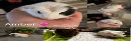 Guinea Pig rodents for sale: Baby guinea pigs for sale - Advert 2