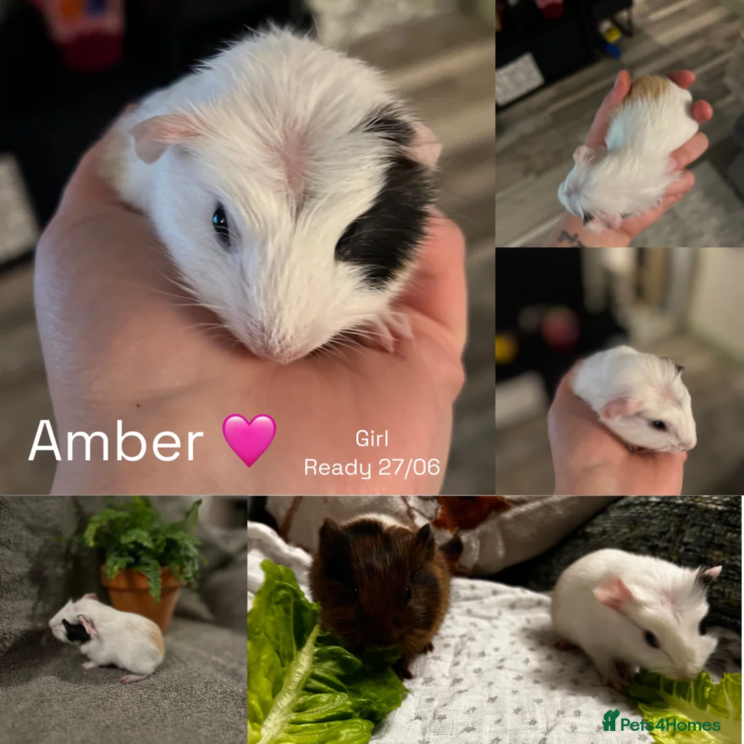 Guinea Pig rodents for sale: Baby guinea pigs for sale - Advert 2