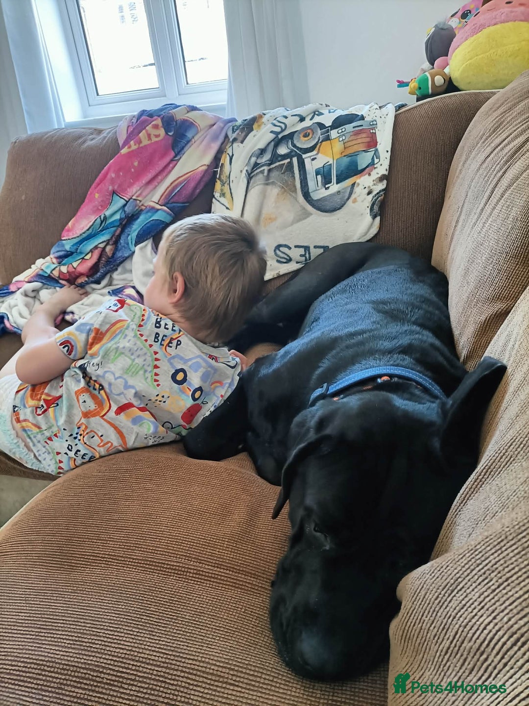 Cane Corso dogs for sale: Cane Corso Italian mastiff (please read) - Advert 6