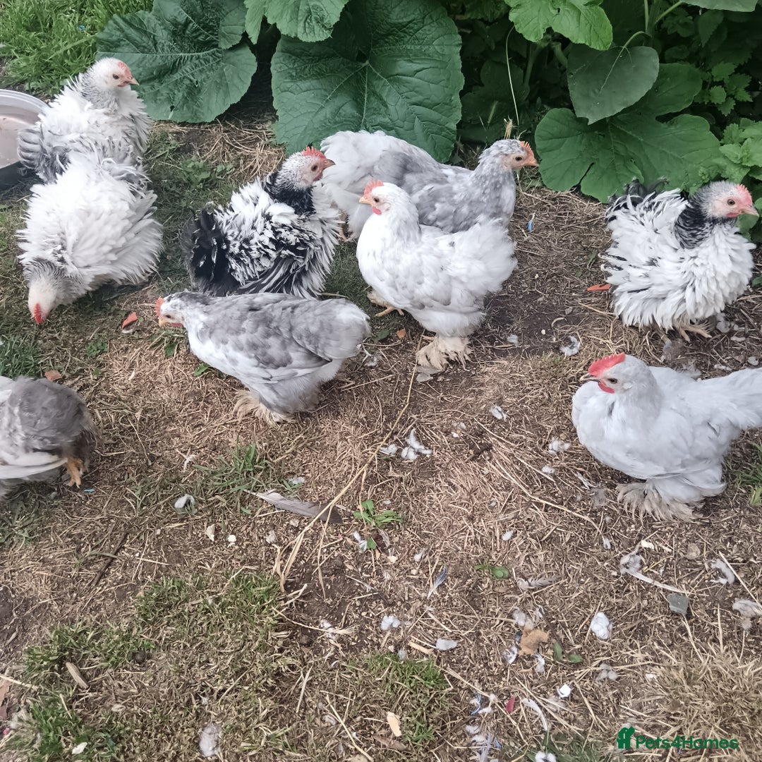 Chickens poultry for sale: £25 each for a fancy chicks - Image 14
