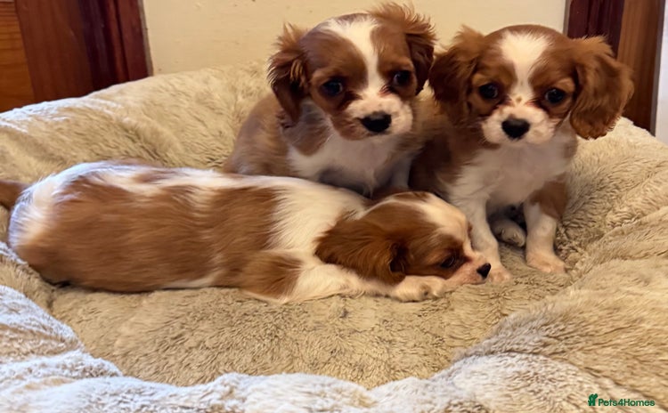 Cavalier King Charles Spaniel dogs - Advert 1