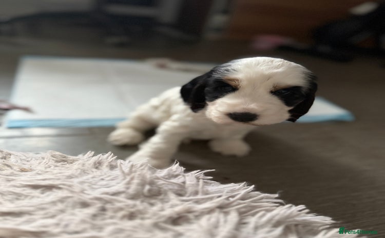 Cocker Spaniel dogs - Advert 10