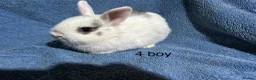 Netherland Dwarf rabbits for sale: Baby Netherland dwarf rabbits  - Advert 7