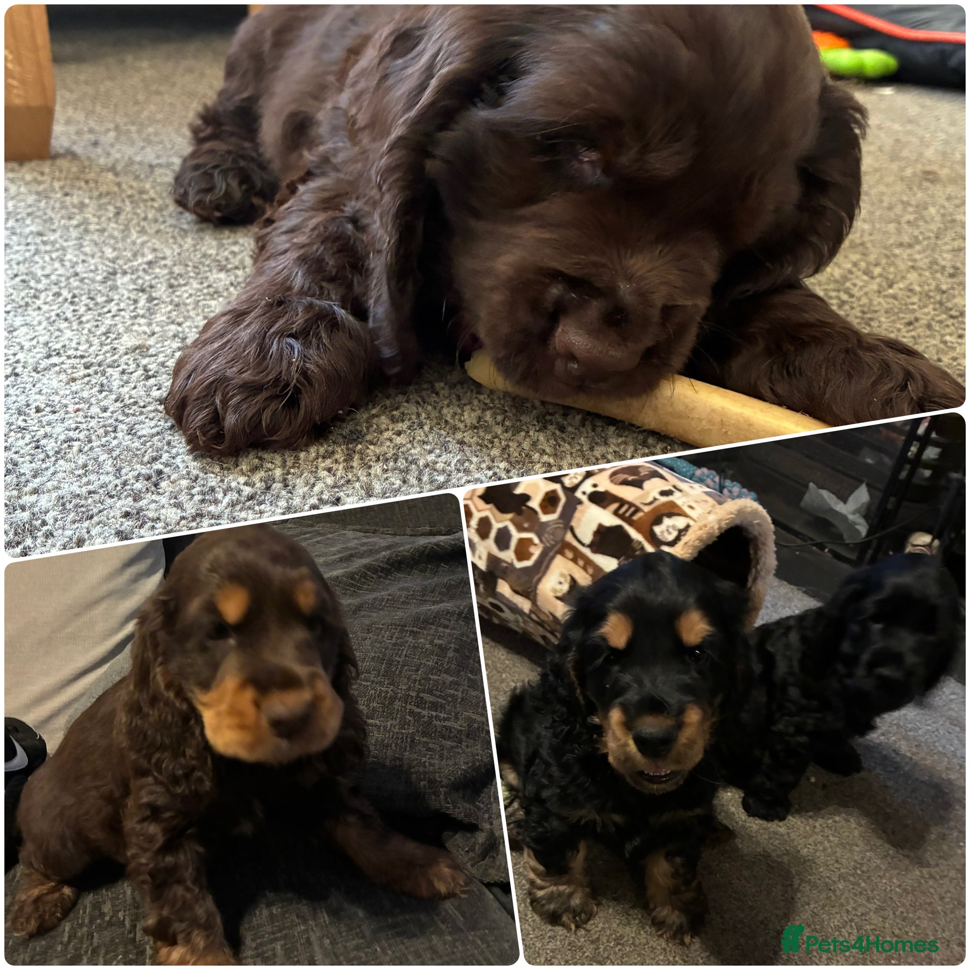 Cocker Spaniel dogs 6 Show type cocker spaniel puppies ready on 16th  - Advert 12