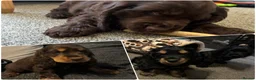 Cocker Spaniel dogs for sale: KC Show type cocker spaniel pups ready to leave  - Advert 3