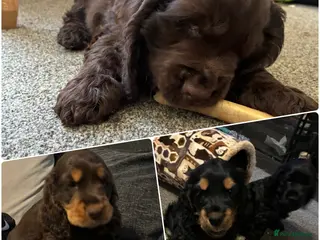 Cocker Spaniel dogs 6 Show type cocker spaniel puppies ready on 16th - Advert 12