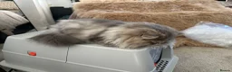 Persian cats for sale: Beautiful Silver Shaded Persian Female - Advert 6