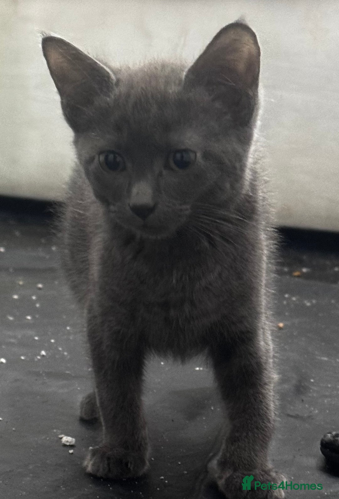 Mixed Breed cats for sale:  4 Kittens British long & short hair mixed breed. - Advert 31