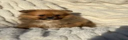Pomeranian dogs for sale: 🐾 Teddy Pomeranian Puppies Ready To Home 🐾 - Advert 31