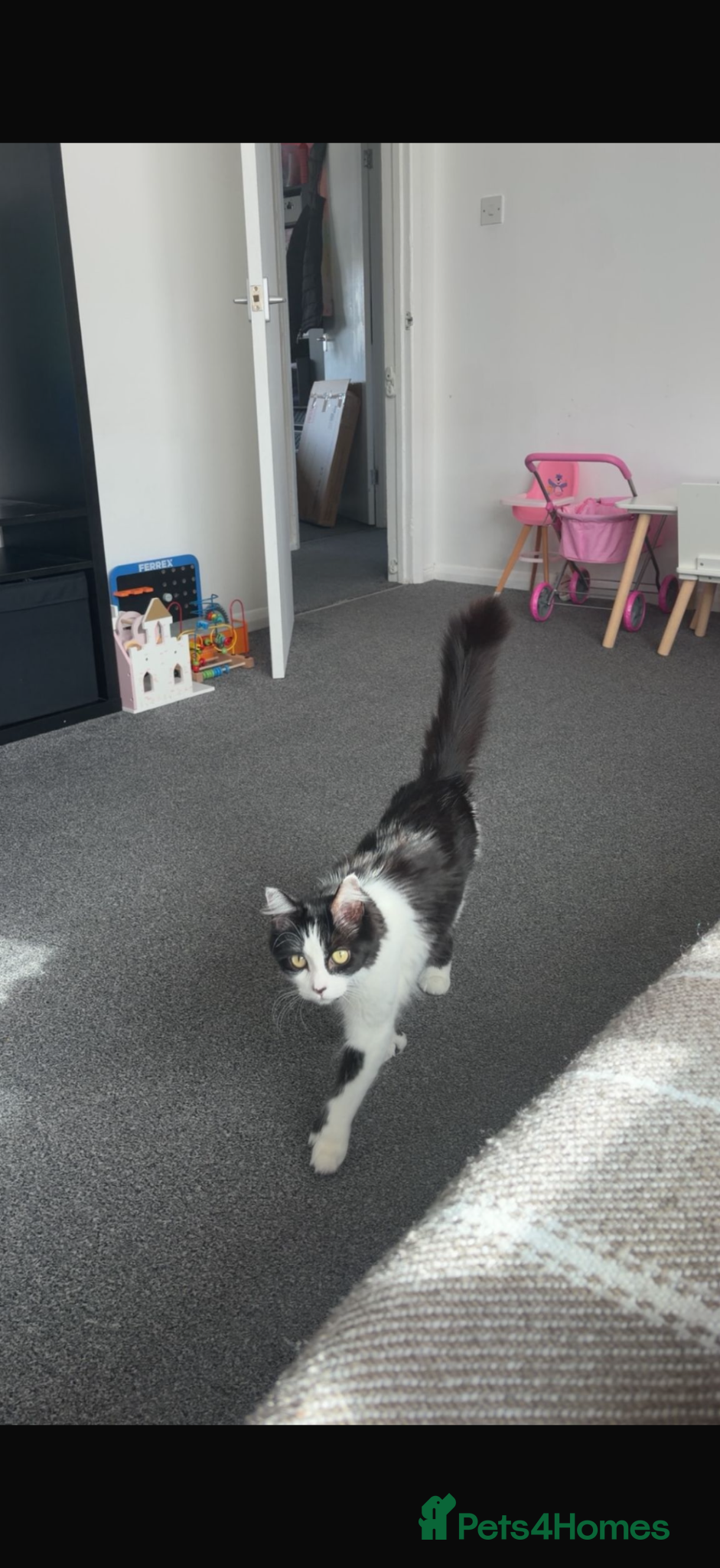 Domestic Shorthair cats 1 male and 1 female cat - Advert 1