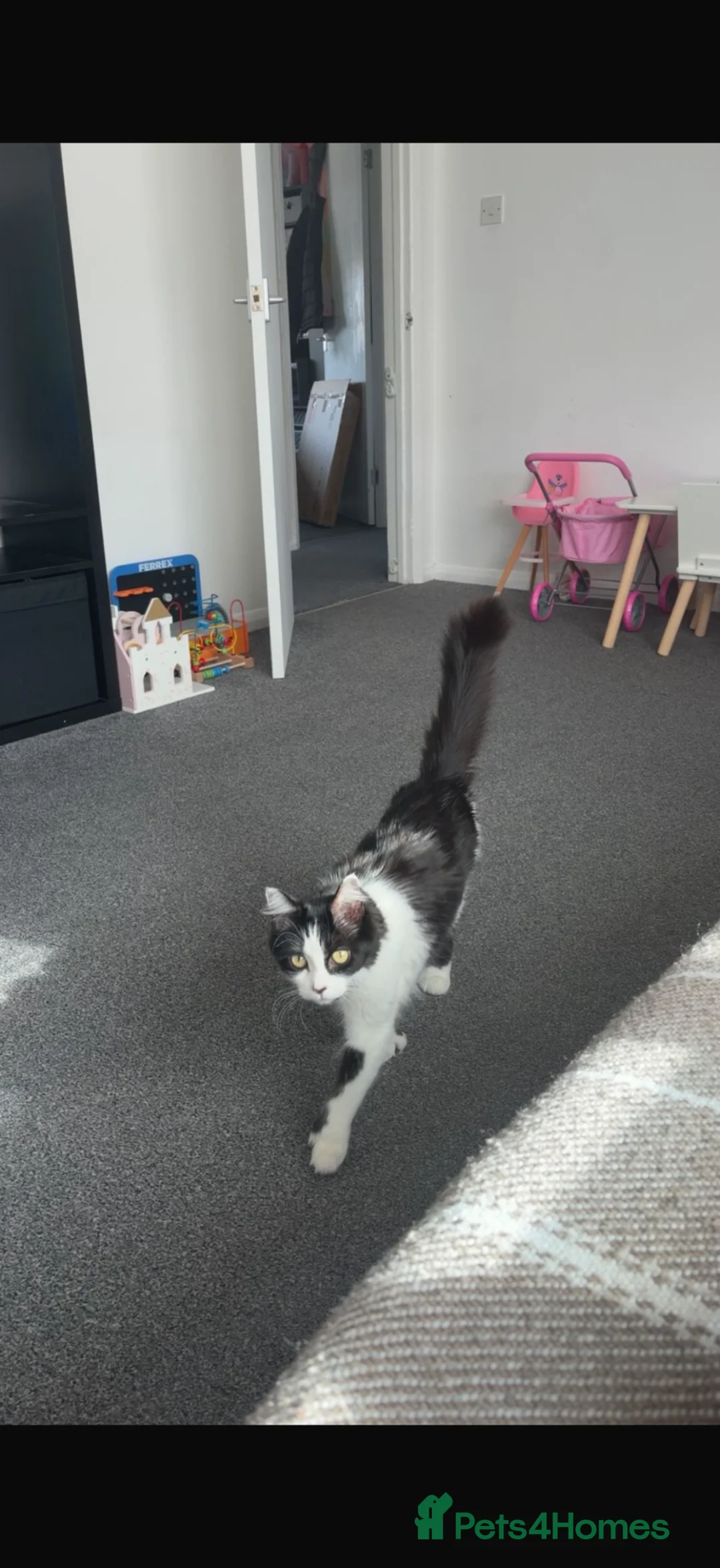 Domestic Shorthair cats for sale: 1 male and 1 female cat in Chichester - Advert 1