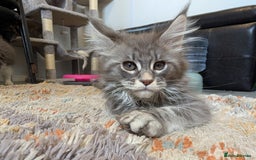 Maine Coon cats for sale: Maine Coon Kittens GCCF - Image 17