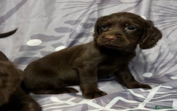 Cocker Spaniel dogs for sale: Beautiful puppy’s  - Image 13