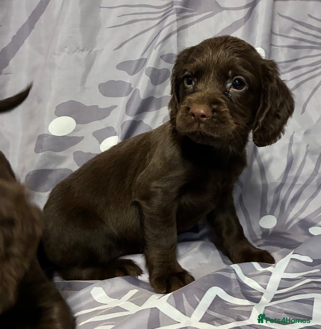 Cocker Spaniel dogs for sale: Beautiful puppy’s  - Image 13