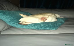 Chihuahua dogs for sale: 2 Chihuahua's needing to be re-homed - Image 3