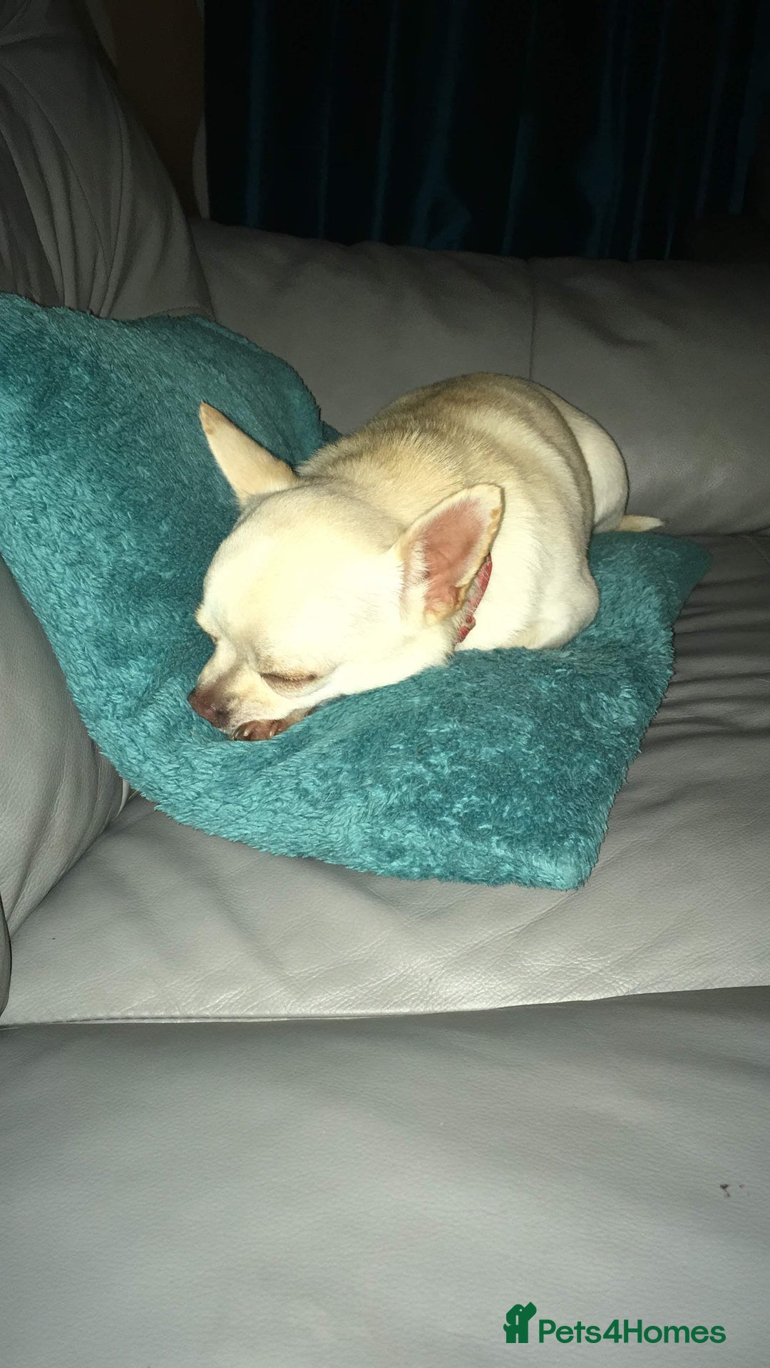 Chihuahua dogs for sale: 2 Chihuahua's needing to be re-homed - Image 3
