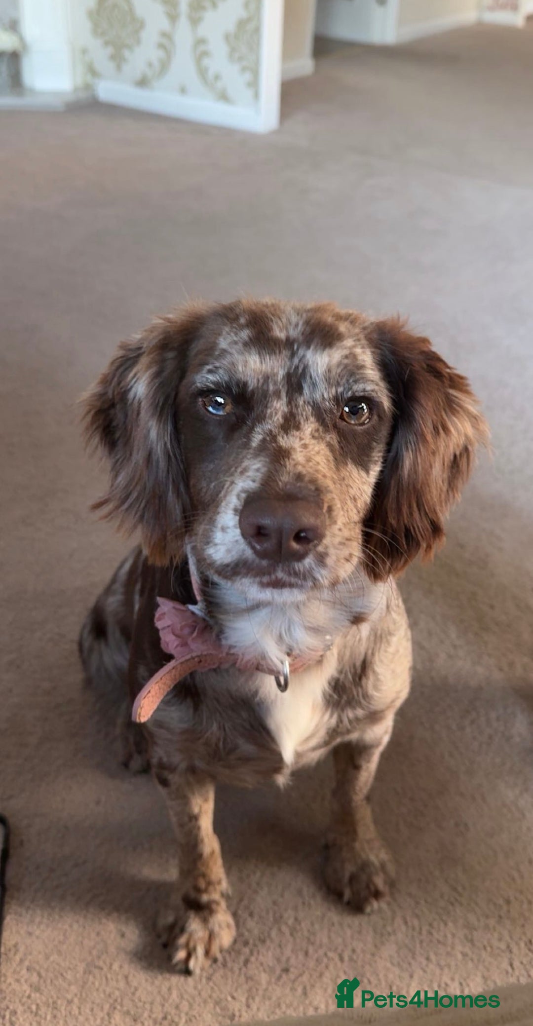 Cocker Spaniel dogs for sale: Beautiful cocker spaniel puppies 🐶 - Advert 2