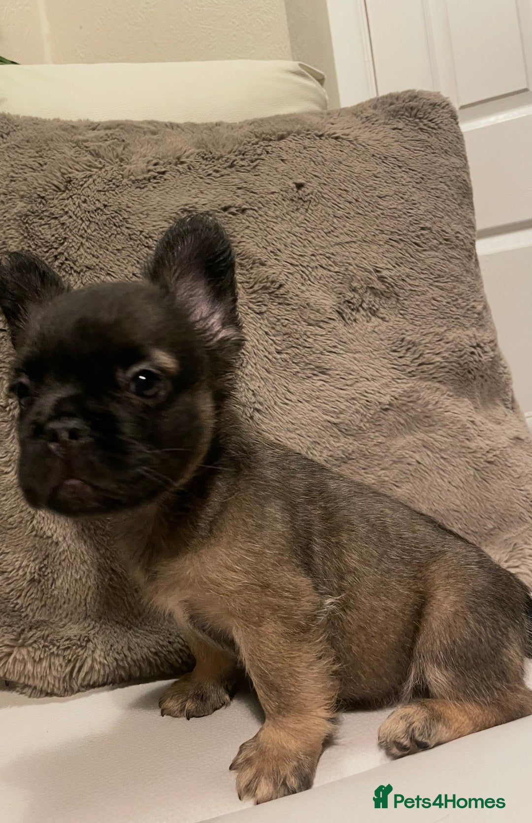 French Bulldog dogs for sale: FRENCH BULLDOG PUPPIES FOR SALE!! - Advert 5