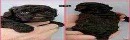 Cavapoo dogs for sale: DNA Tested Chocolate F1b Cavapoos. 2 Boys & 1 Girl - Advert 15