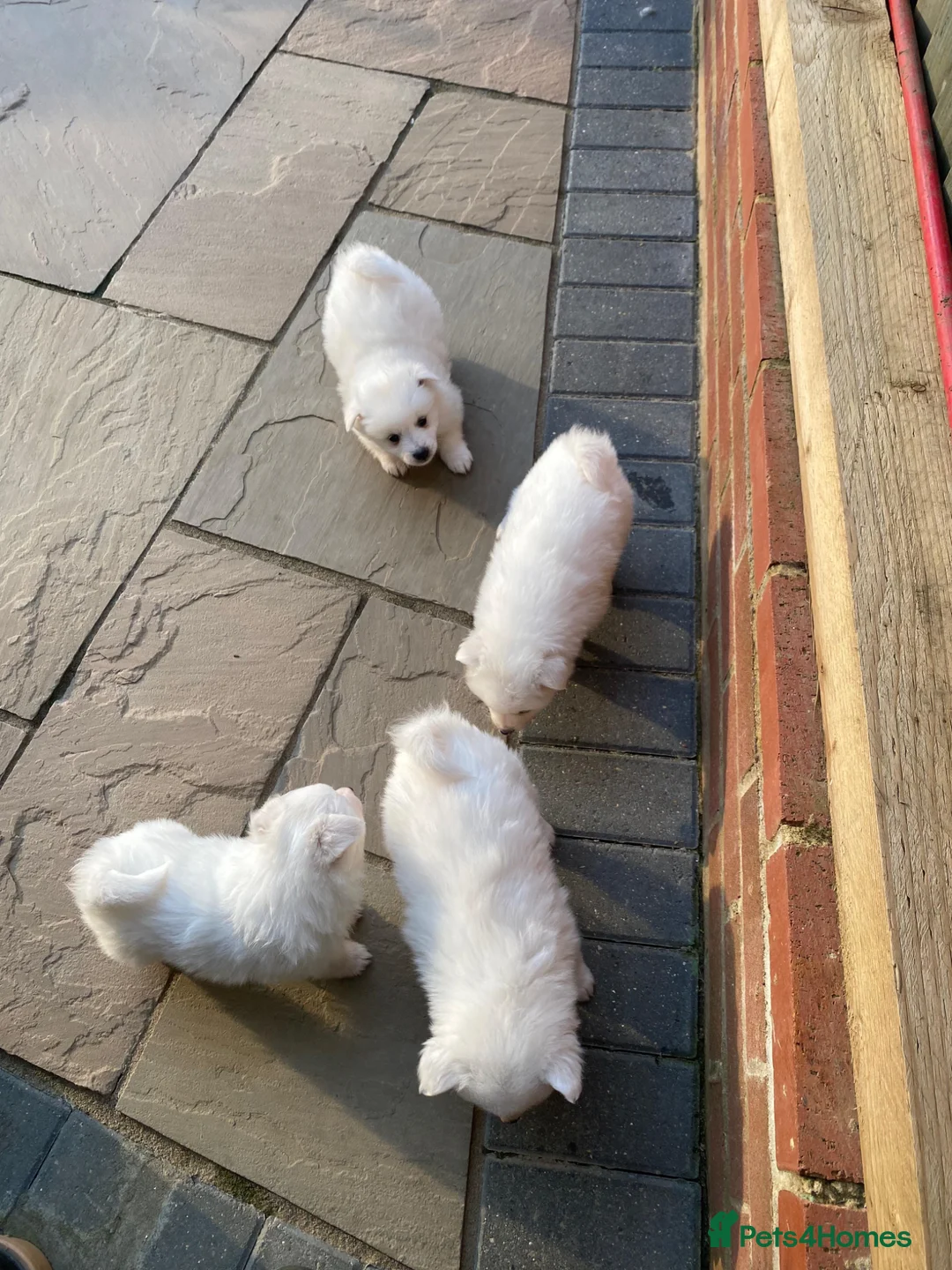 Mixed Breed dogs for sale: Mixed Italian Volpino - Advert 2