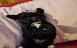 Bichon Frise dogs for sale: 2 Bichon puppies for sale  - Image 1