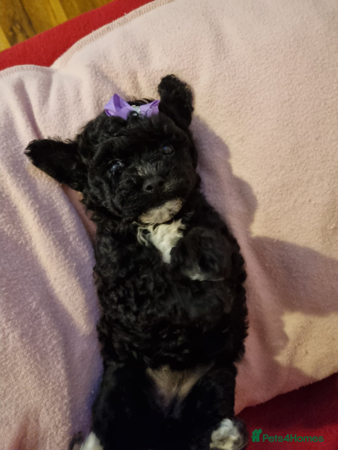 Bichon Frise dogs for sale: 2 Bichon puppies for sale  - Image 1