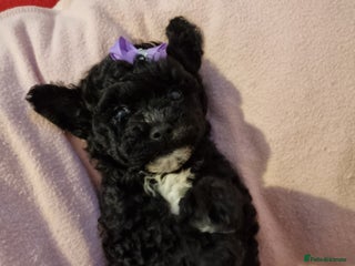 Bichon Frise dogs - Advert 10