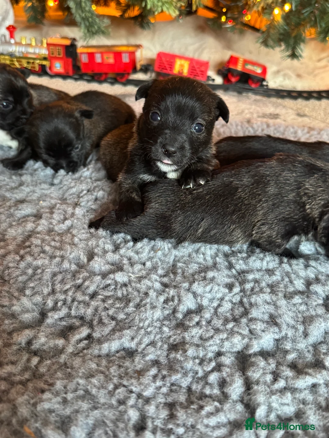 Mixed Breed dogs for sale: West highland cross Scottish terriers 2 left!  - Advert 7