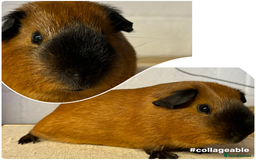 Guinea Pig rodents for sale: Californian Guinea pigs  - Image 4