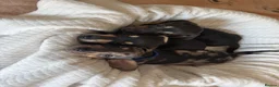 Dachshund dogs for sale: dachshund Puppies - Advert 3