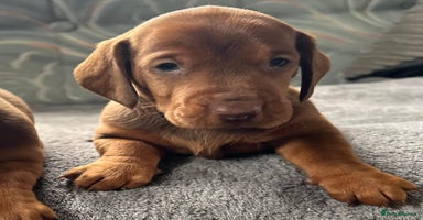 Dachshund dogs - Advert 3