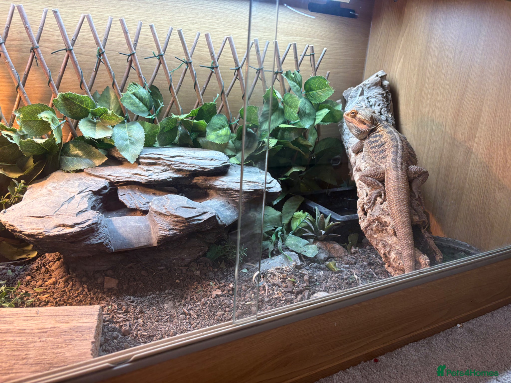 Bearded Dragon reptiles Bearded Dragon - Advert 1