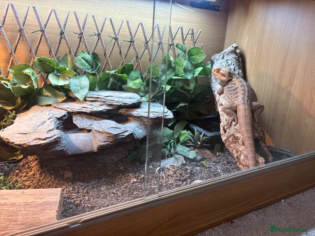 Bearded Dragon reptiles for sale: Bearded Dragon - Advert 1