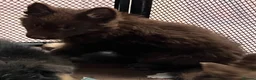German Shepherd dogs for sale: 6 beautiful male German shepherd puppies for sale  - Advert 7