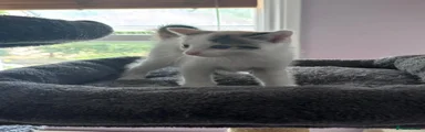 Mixed Breed 7 Calico female 
