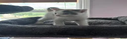 Mixed Breed cats for sale: Mainecoonx kittens  - Advert 19