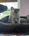 Mixed Breed 7 Calico female