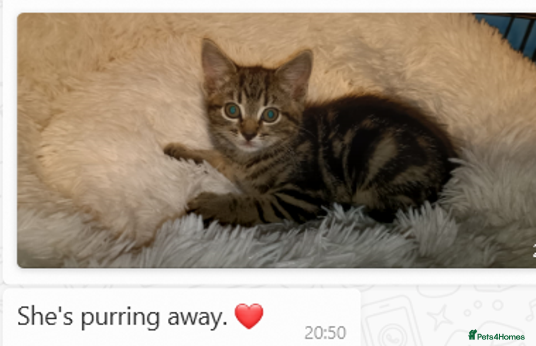 Mixed Breed cats for sale: Beautiful Tame Kittens Tabby Black White - Image 12