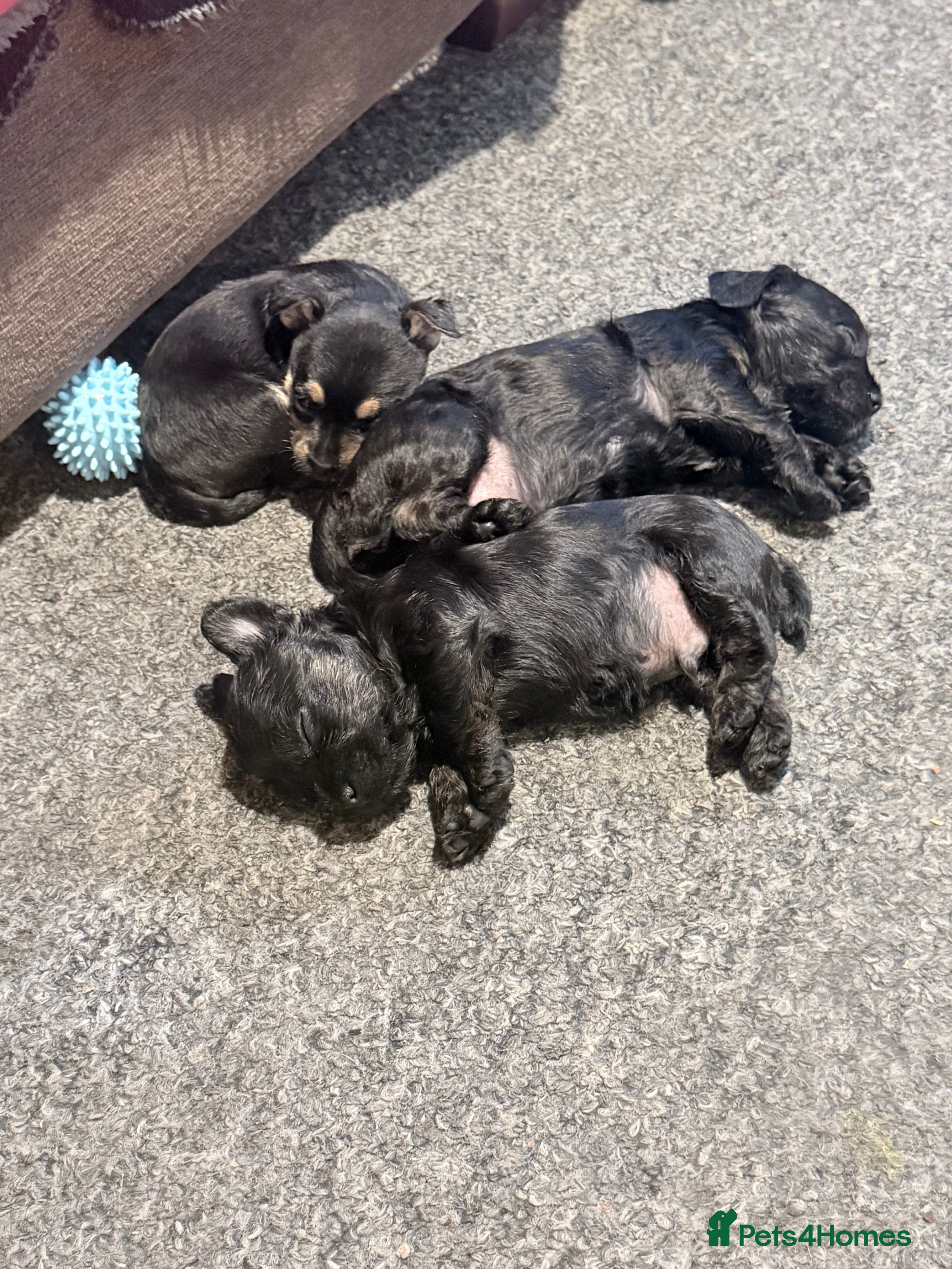 Mixed Breed dogs Frorkie puppies miniature frenchie/yorkie - Advert 2