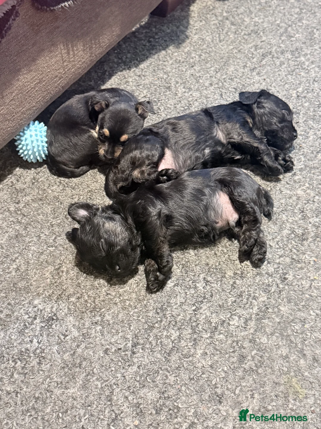 Mixed Breed dogs for sale: Frorkie puppies miniature frenchie/yorkie - Advert 2