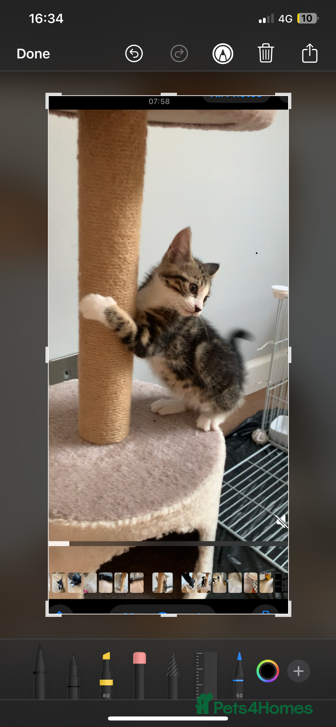 Mixed Breed cats for sale: Fluffy,bengal mixed,energetic kittens - Image 9