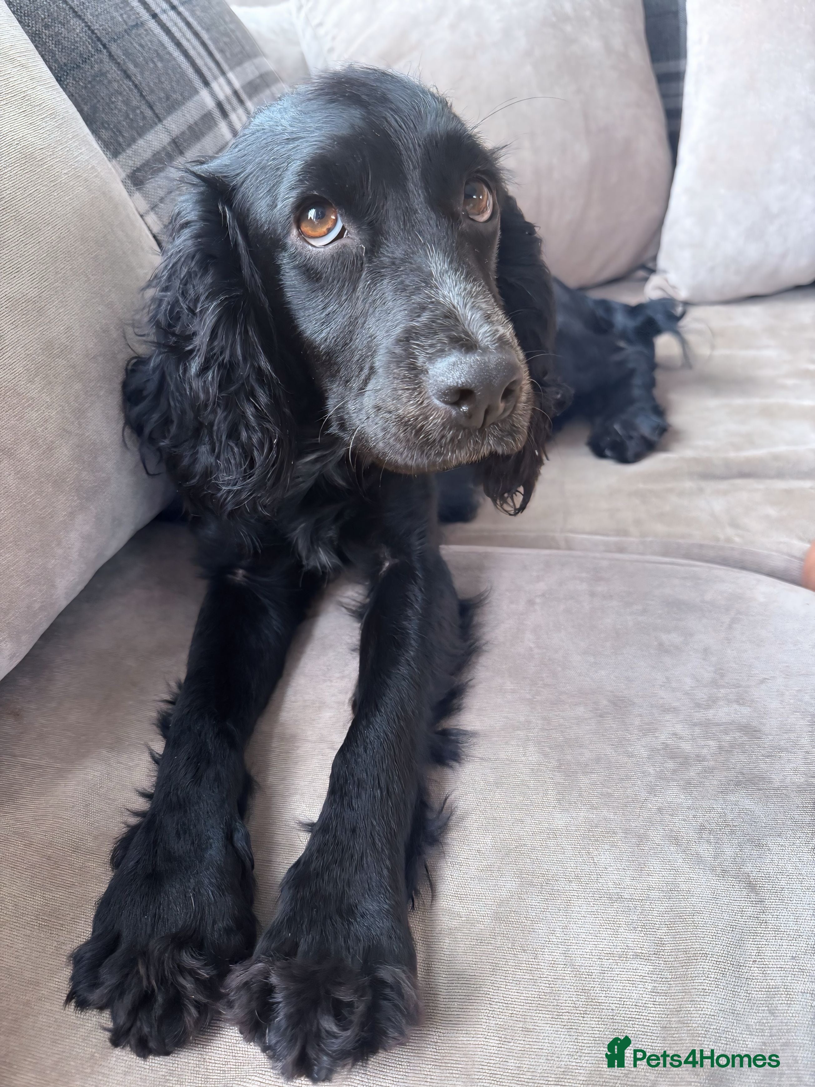 Cockapoo dogs Stunning F1 Cockapoos 🐾🐶 - Advert 14